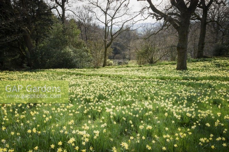 Les jonquilles sauvages, Narcissus pseudonarcissus, sur les pentes herbeuses à Perrycroft, Herefordshire en mars