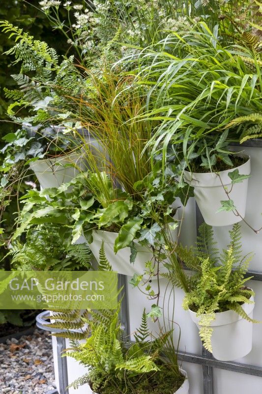 Pots suspendus de fougères et d'herbes dans le petit jardin de la cour, RHS Chelsea Flower Show 2021, IBC Pocket Forest
