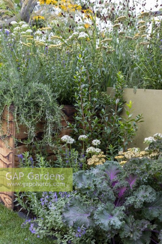Fleurs, légumes et herbes plantés dans un petit jardin de la cour, RHS Chelsea Flower Show 2021, Persley Box Garden