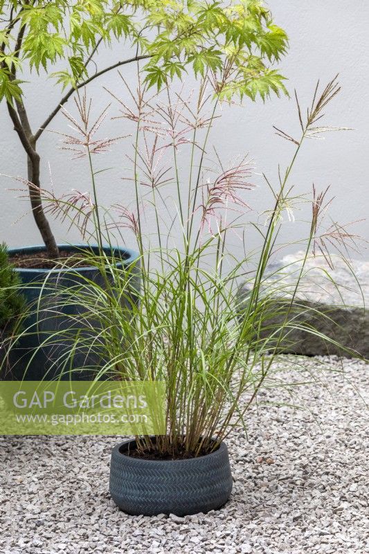 Miscanthus sinensis, Acer palmatum, en pots dans une petite cour. RHS Chelsea Flower Show 2021, un espace tranquille dans la ville