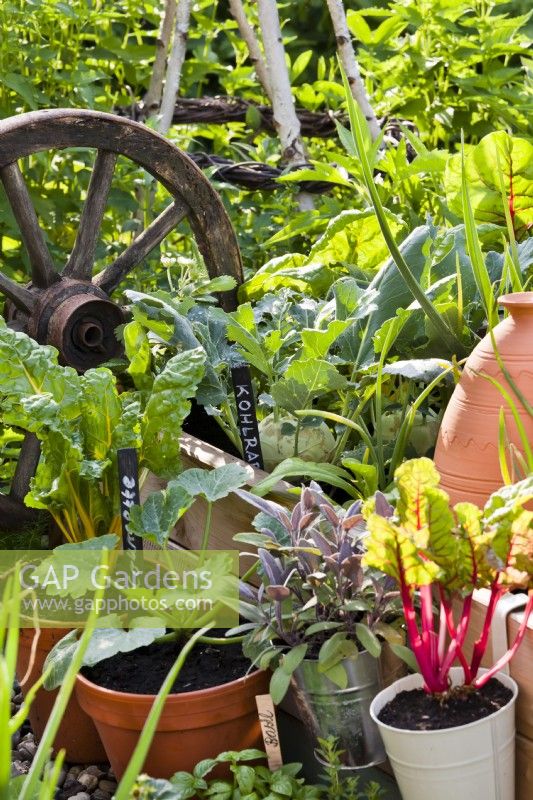 Légumes et herbes cultivés en pot, y compris la mangold, la sauge pourpre et la courgette.