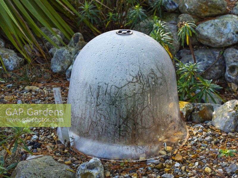 Protection hivernale. Plante d'agave protégée par une cloche en rocaille pour l'isolation et la protection contre le gel.