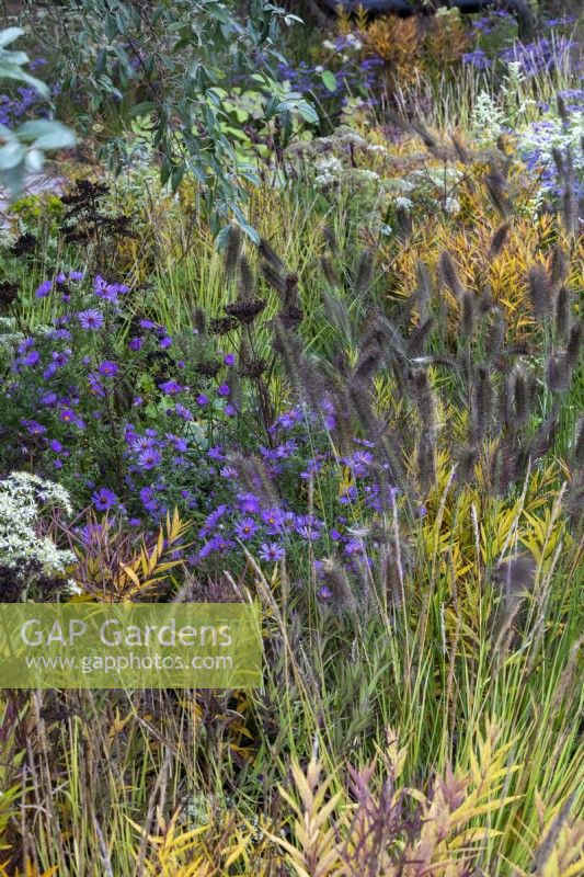 Parterre à floraison tardive avec Aster sedifolius 'Nana', Pennisetum alopecuroides 'Cassian', Cenolophium denudatum et Aralia cordata. RHS Chelsea Flower Show 2021, jardin M et G