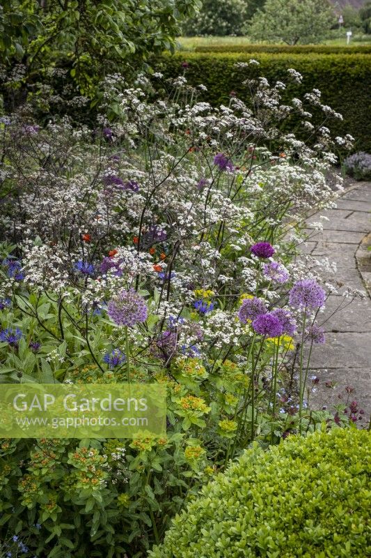 Parterre de jardin de cottage planté de manière informelle avec Anthriscus sylvestris 'Ravenswing', Allium 'Purple Sensation' et Centaurea montana
