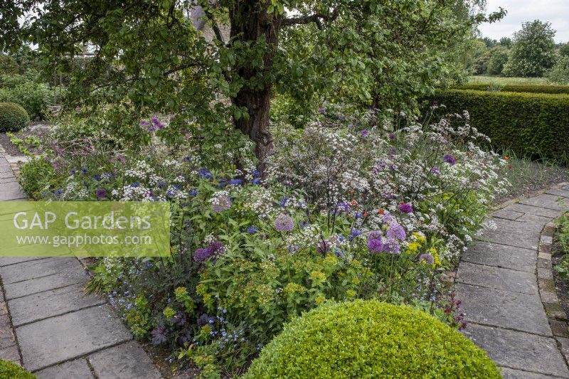 Parterre de jardin de cottage planté de manière informelle avec Anthriscus sylvestris 'Ravenswing', Allium 'Purple Sensation', Honesty, Iris et Centranthus ruber.