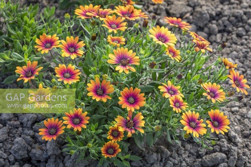 Osteospermum 'Flowerpower Purple Sun' - Marguerite africaine