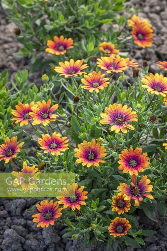 Osteospermum 'Flowerpower Purple Sun' - Marguerite africaine