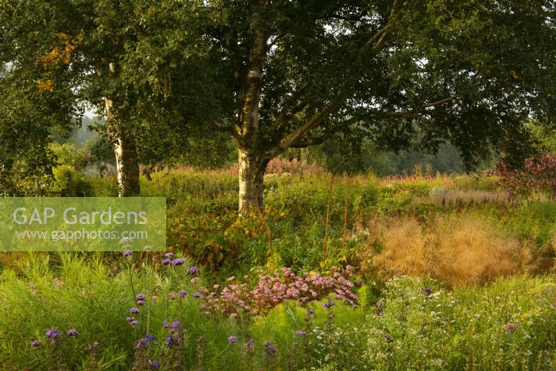 Betula - Bouleaux entourés de plantations de prairies dans le champ Oudolf dans le Millennium Garden du parc naturel de Pensthorpe.