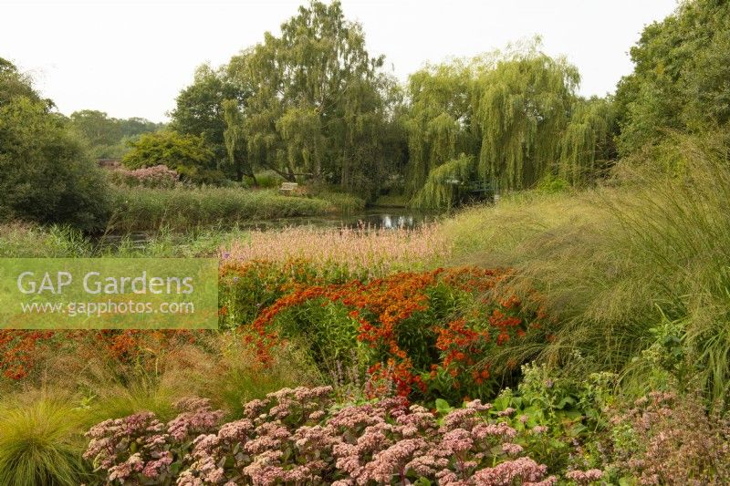 Bandes de Sedum 'Matrona', Helenium autumnale 'Rubinzwerg' et Persicaria amplexicaulis 'Rosea' dans le champ Oudolf dans le Millennium Garden du parc naturel de Pensthorpe.