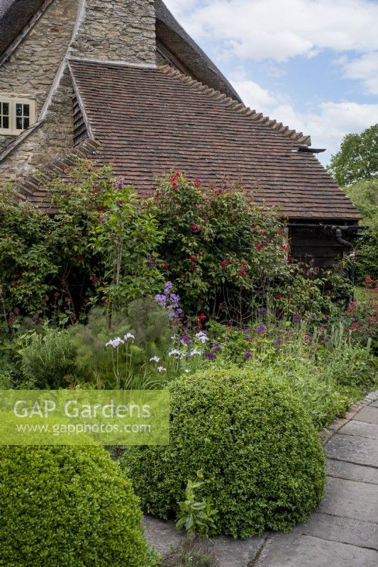 Jardin et bois, Oxfordshire, demeure de Piers Newth et Louise Allen. Jardin de cottage, les dômes de boîte marquent le chemin à la fin du parterre de fleurs. Au-delà des grimpeurs qui poussent sur la maison.