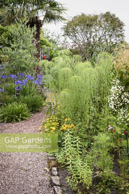 Parterre de fleurs avec Helianthus salicifolius et rudbeckias en août