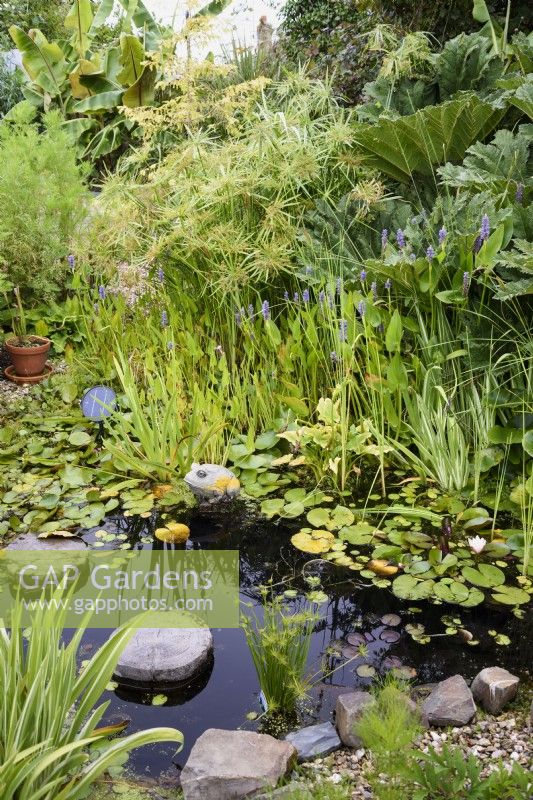 Bassin de jardin en août avec Pontedaria cordata, iris et Papyrus alternifolius