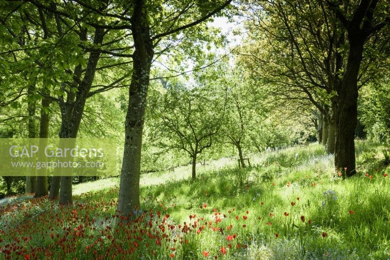 Tulipa sprengeri ci-dessous une avenue de chênes rouges, Quercus rubra à l'ancien presbytère, Netherbury, Dorset en mai