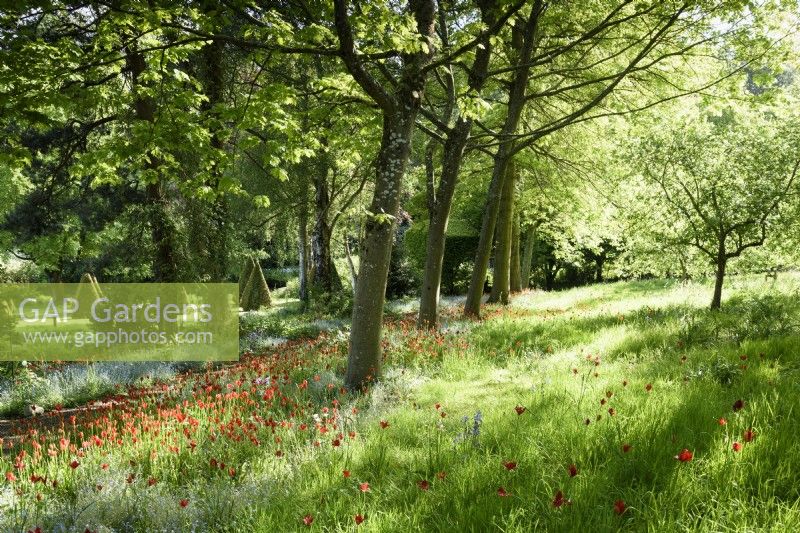Tulipa sprengeri naturalisé parmi les myosotis en dessous d'une avenue de chênes rouges, Quercus rubra, à l'ancien presbytère, Netherbury, Dorset en mai