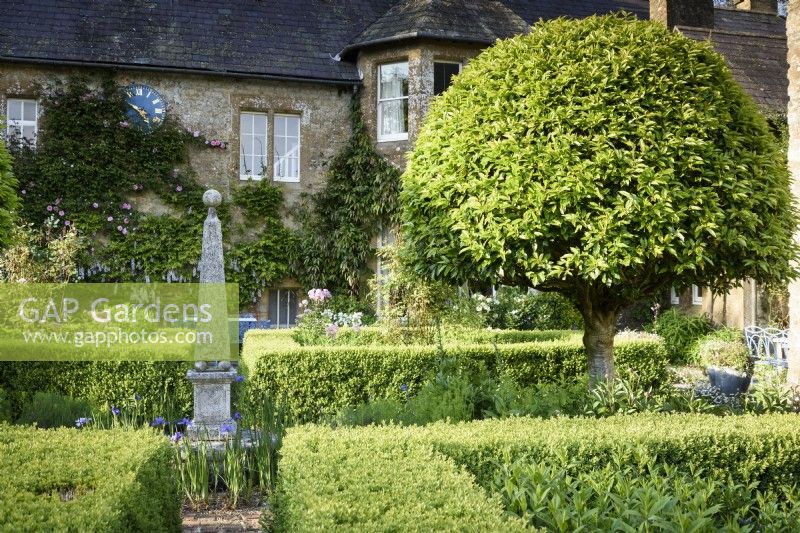 Jardin de cour formel avec haies de buis, lauriers portugais taillés, Prunus lusitanica et thalictrum violet autour d'un obélisque central à l'ancien presbytère, Netherbury, Dorset en mai