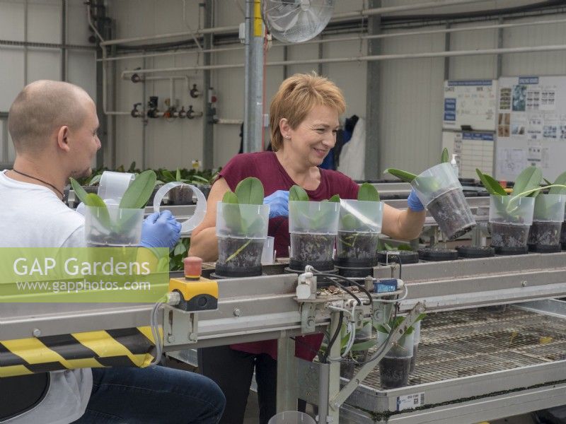 Travailleurs plaçant des orchidées Phalaenopsis dans des colliers