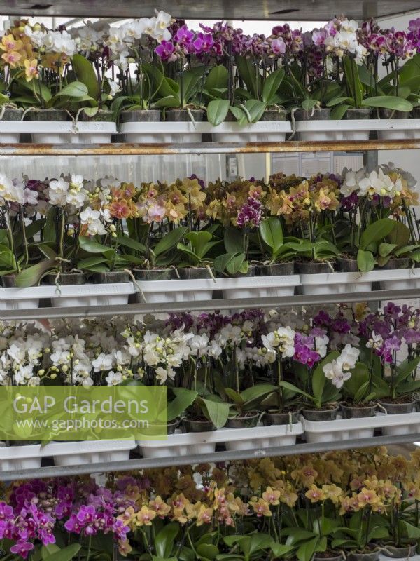 Plateaux d'orchidées Phalaenopsis prêts à être expédiés