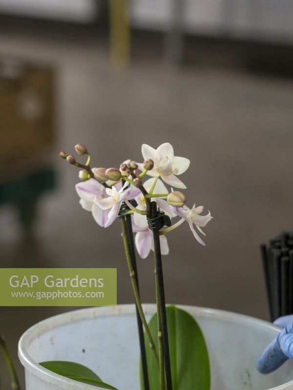 Couper les tiges d'orchidées Phalaenopsis aux bâtons