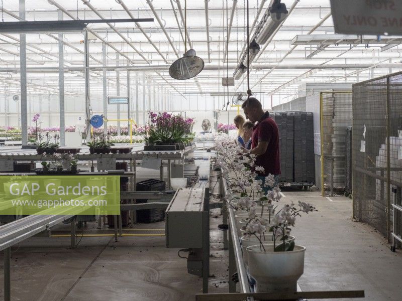 Travailleurs coupant des tiges d'orchidées Phalaenopsis à des bâtons
