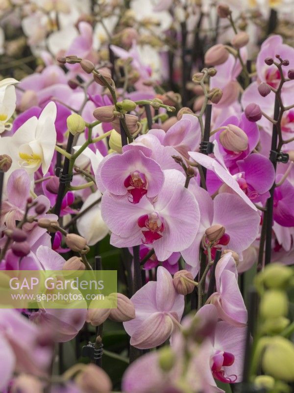Grande collection d'orchidées Phalaenopsis en fleur