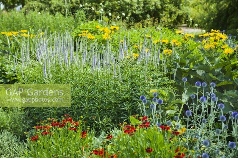 Veronicastrum virginicum 'Lavendelturm', Echinops ritro, Inula magnifica, Helenium autumnale 'Moerheim Beauty'. Juillet