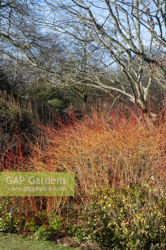 Cornus 'Orange d'hiver d'Anny'