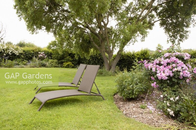Deux chaises longues sont assises sur une pelouse dans un jardin du Devon, offrant un endroit pour se reposer et profiter du jardin. Basse-cour de Westclyst. Un jardin NGS. Juillet. Été.