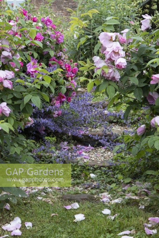 Les roses et la menthe à chat adoucissent les bords des marches dans un style de plantation de jardin de cottage. Westclyst Barnyard, Devon. Un jardin NGS. Juillet. Été.