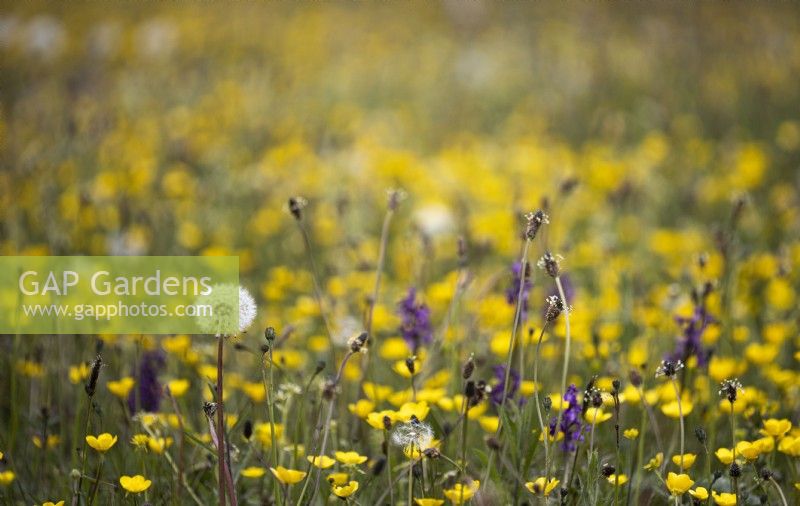 'Détail des plantes ensemencées telles que le pissenlit avec des renoncules en fleurs et des orchidées sauvages au-delà. Juillet. Été.