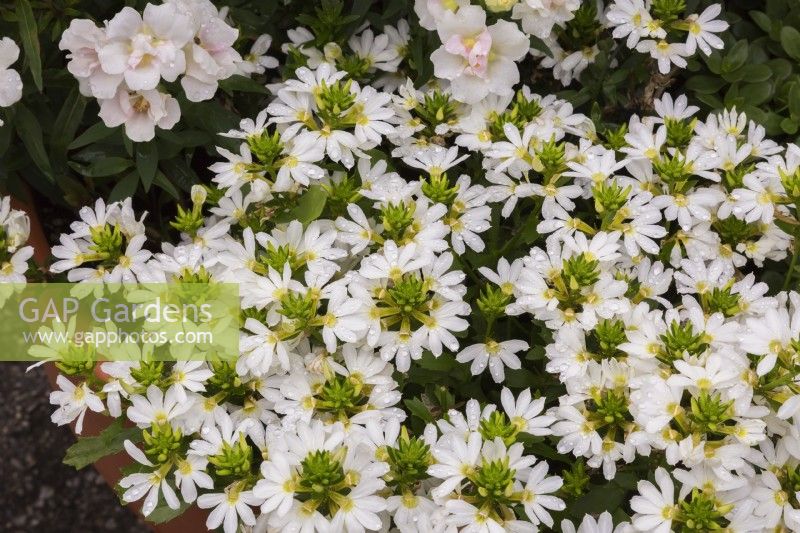 Scaevola aemula 'Surdiva White' - Fleur d'éventail des fées en été - Août