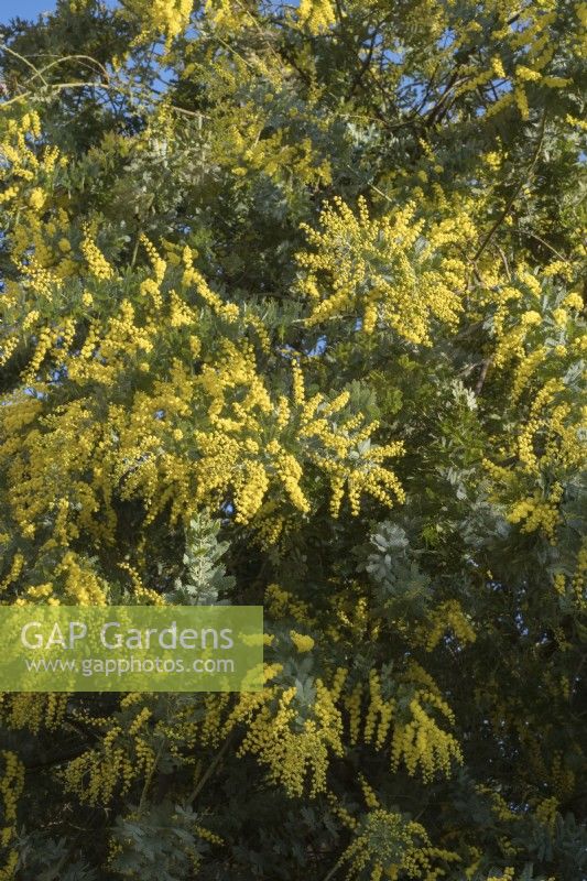 Acacia dealbata - Mimosa sur archway à East Ruston Old Vicarage Gardens