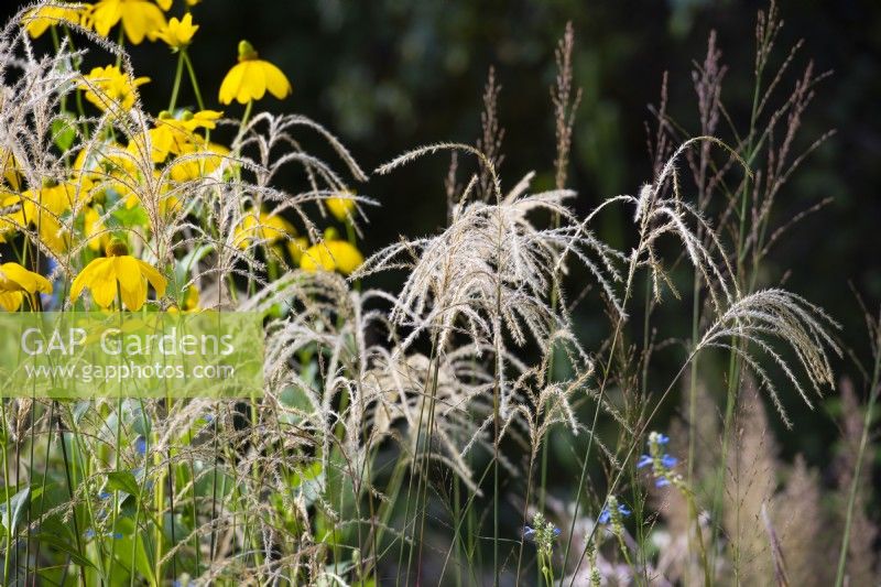 Le jardin biologique de Yeo Valley. Rudbeckia laciniata 'Herbstonne' et Miscanthus. Conçu par Tom Massey, soutenu par Sarah Mead, Chelsea Flower Show 2021.