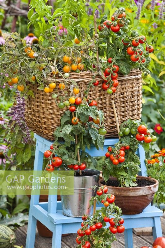 Tomates naines cultivées en pot affichées sur l'échelle.