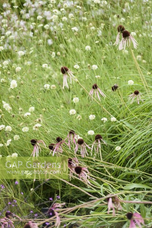 Echinacea pallida parmi Scabiosa columbaria subsp. ochroleuca en août