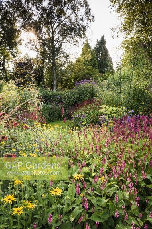 Parterre plein de plantes herbacées vivaces et de graminées à Highfield Farm en août, y compris les persicarias et les rudbeckias.
