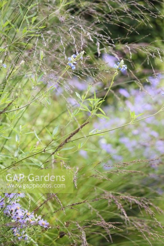 Salvia uliginosa parmi Molinia 'Transparent' en août