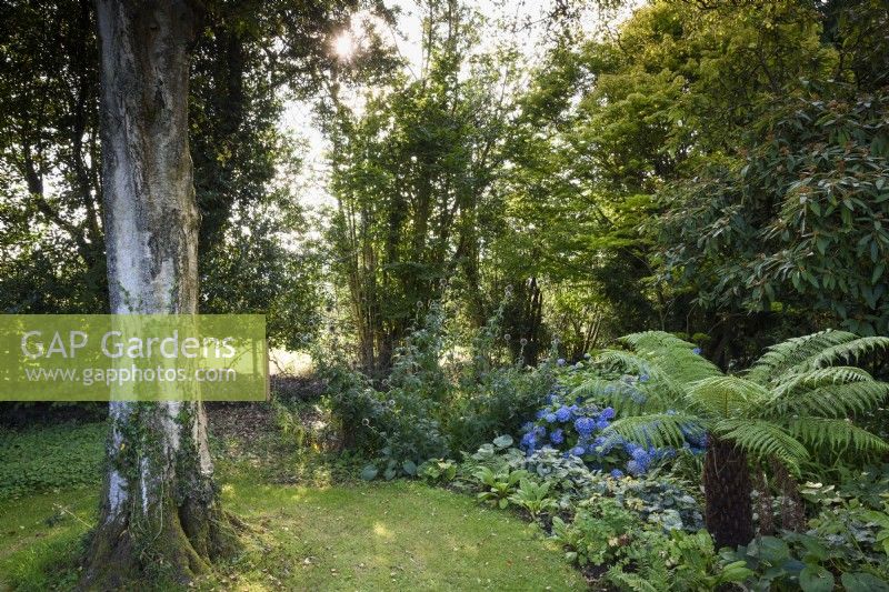 Parterre ombragé avec fougère arborescente, hortensia et brunneras à Highfield Farm en août