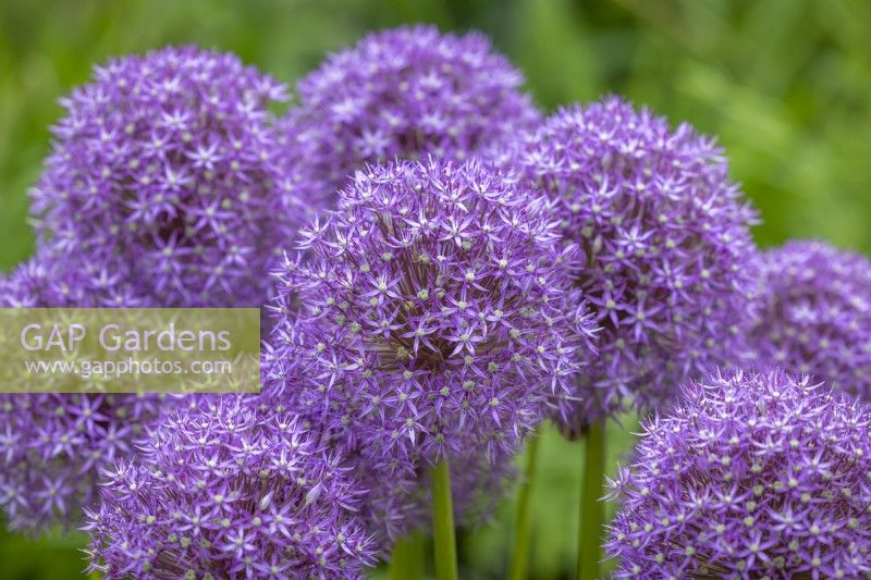 Allium scorodoprasum 'Purple Caila'
