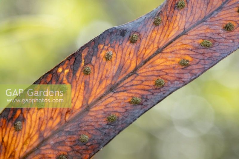 Phlebodium aureum - Fronde séchée polypode doré