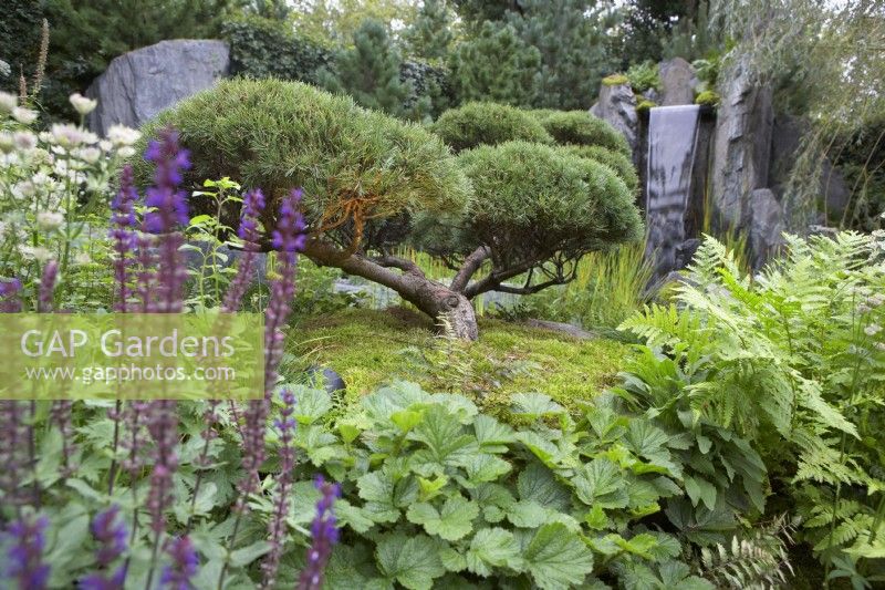 Prison de Bodmin : 60 degrés est - Un jardin entre les continents. Créateurs : Ekaterina Zasukhina et Carly Kershaw. Pinus mugo 'Gnom', astrantia, salvia, cascade, fougères. Exposition florale de Chelsea 2021.