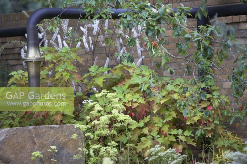 Le jardin M et G. Concepteurs : Hugo Bugg et Charlotte Harris. Tuyauterie en métal sombre récupérée contrastant avec une plantation douce. Hydrangea quercifolia avec Actaea simplex 'Atropurpurea'.