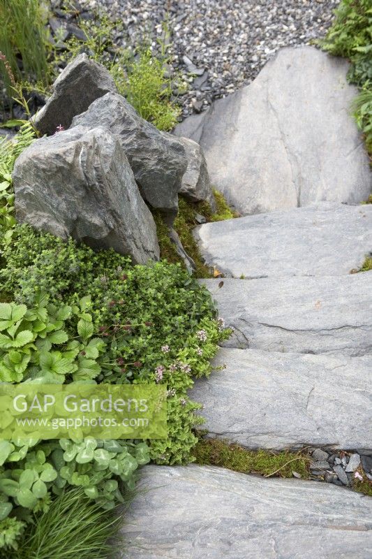 De grandes marches en pierre de roche de quartzite mica avec chemin de gravier et Trifolium pratense, Fragaria vesca - fraise sauvage.