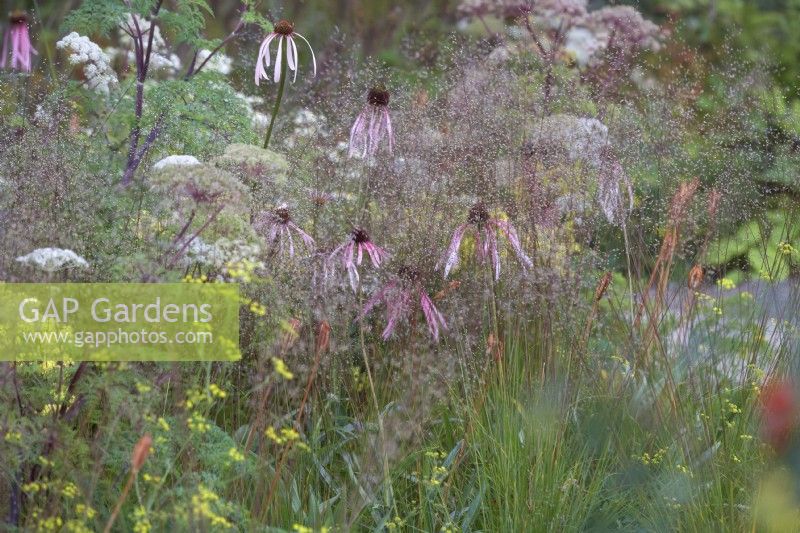 Plantation naturelle douce avec Echinacea pallida, Solidago x luteus 'Lemore' et Sporobolus heterolepis - graines de goutte des prairies.