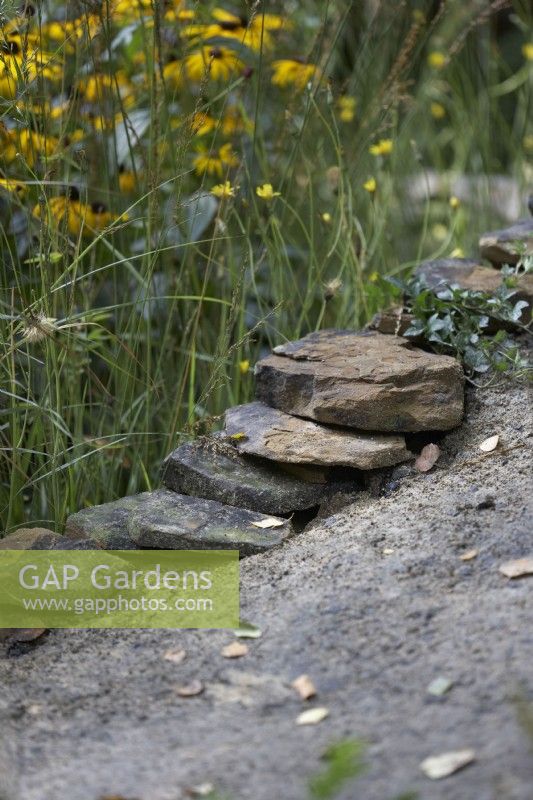 Rudbeckia deamii et graminées bordant un chemin de gravier compacté bordé de rochers de taille moyenne.