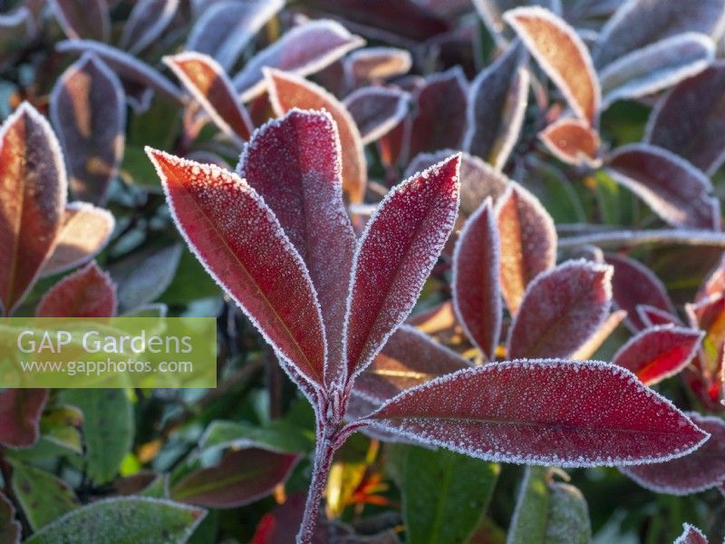 Photinia x fraseri 'Robusta' feuilles sur un matin glacial mi janvier Norfolk