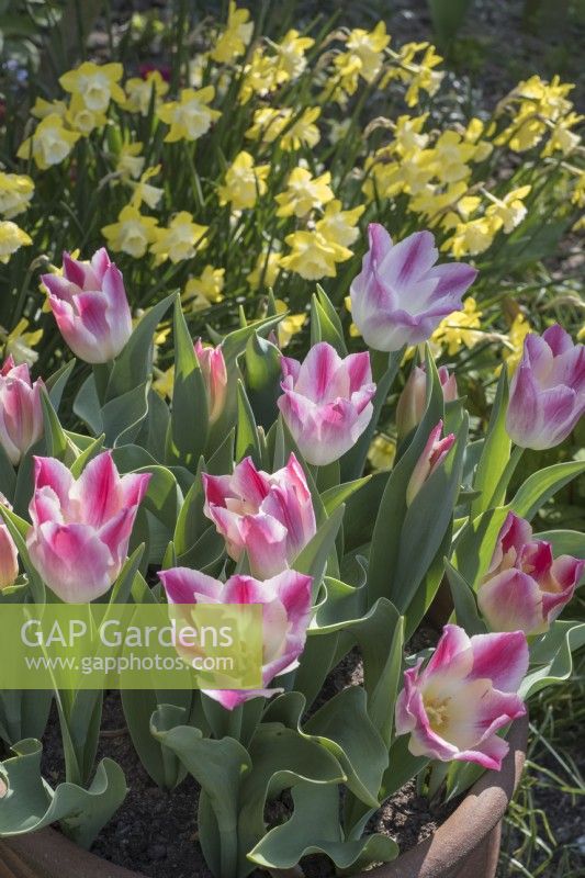 Tulipa 'Whispering dream' avec Narcisse 'Pipit'