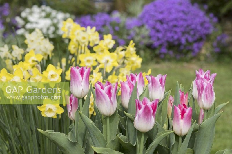 Tulipa 'Whispering dream' avec Narcissus 'Pipit' et aubretia