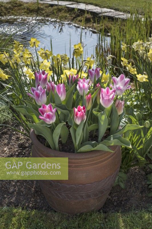 Tulipe 'Whispering dream' en pot avec Narcisse 'Pipit' et bassin de jardin