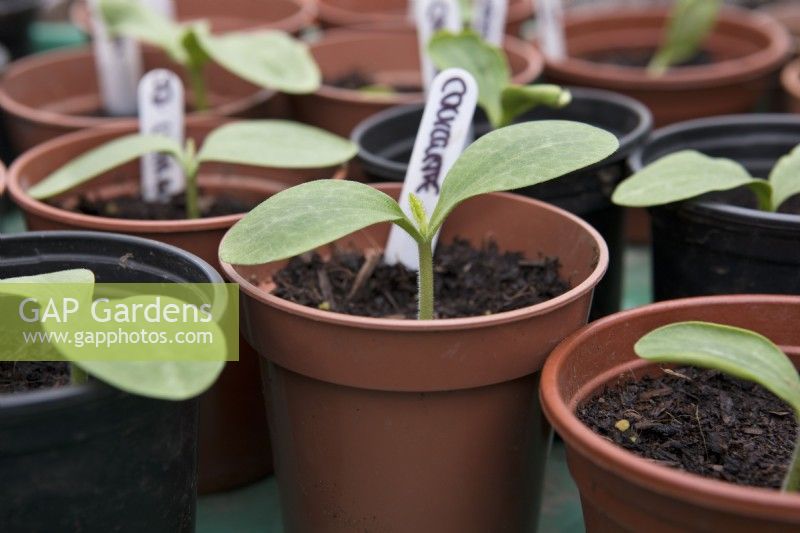 Jeunes plants de courgette 'Defender' en pot plastique