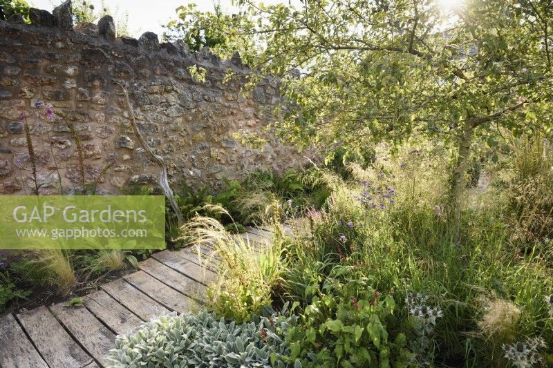 Chemin de terrasse en bois encadré de plantations comprenant des stachys, des plantes vivaces herbacées et des graminées sous Malus 'Evereste' à College Barn, Somerset en juillet.